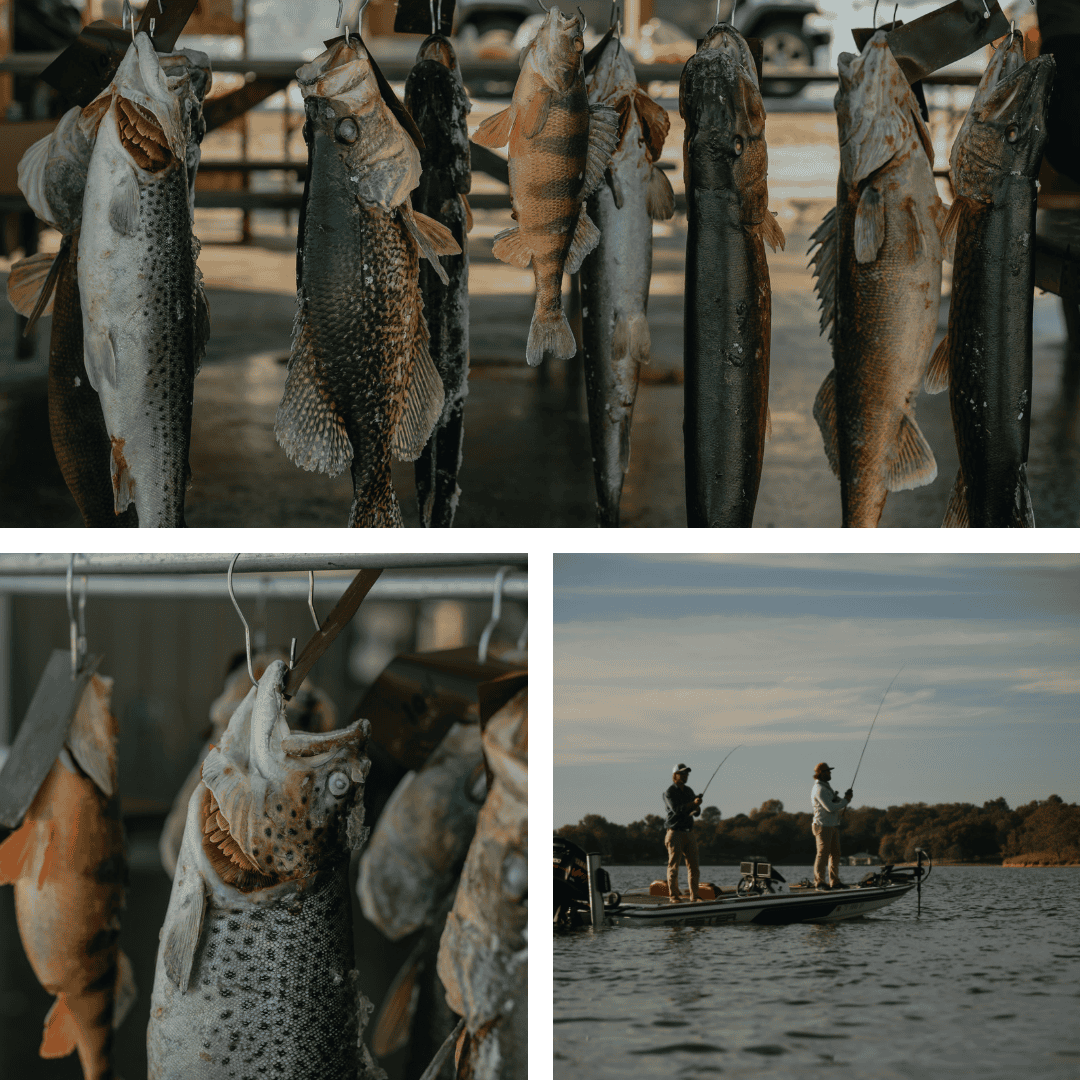 Lake Erie Walleye (update) - Image 1.png