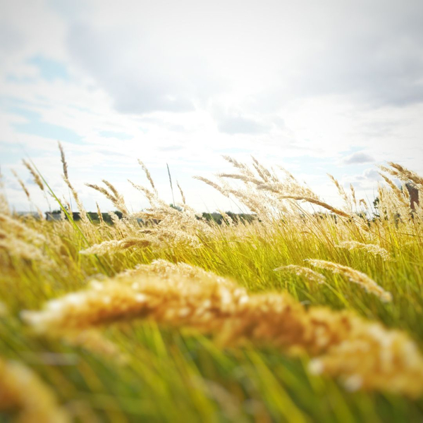 weeds blowing in the wind