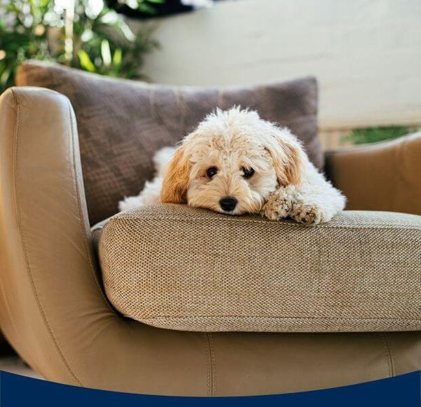 dog on a couch