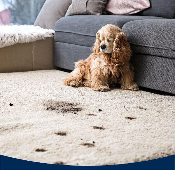 dog looking at dirty rug