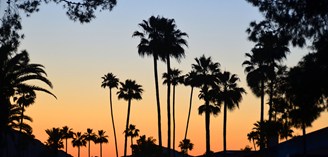 Image of trees