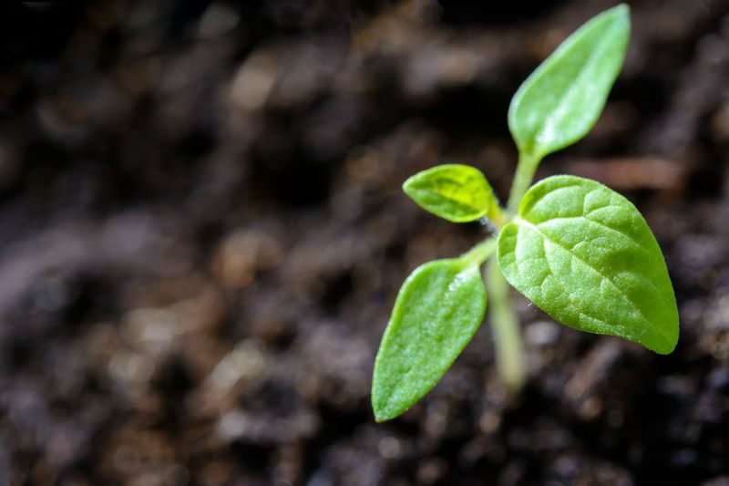 plant growing on tough environment