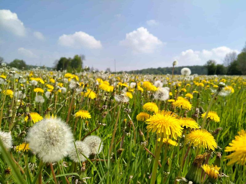 Flower field.jpg