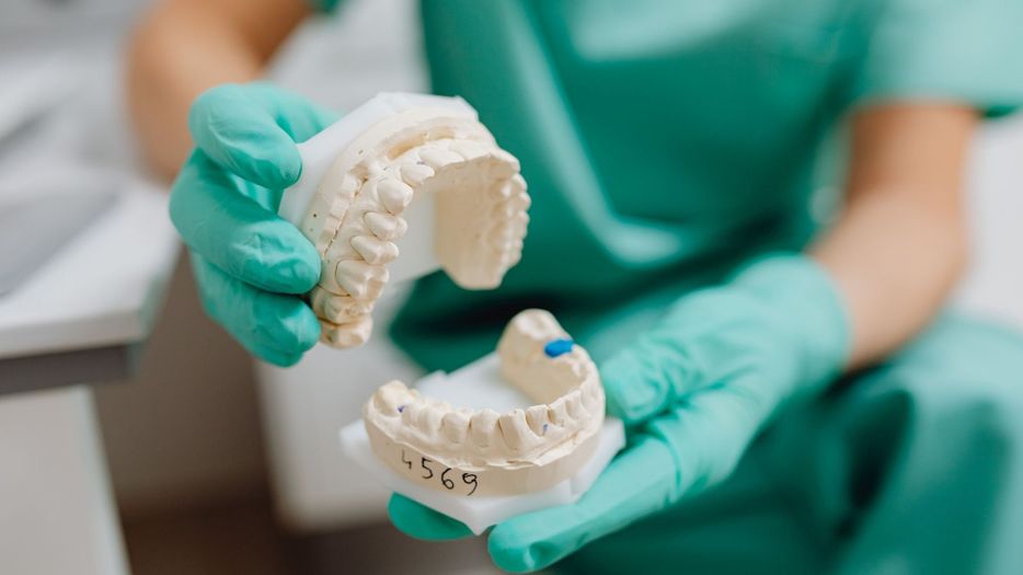 holding a model of the mouth 