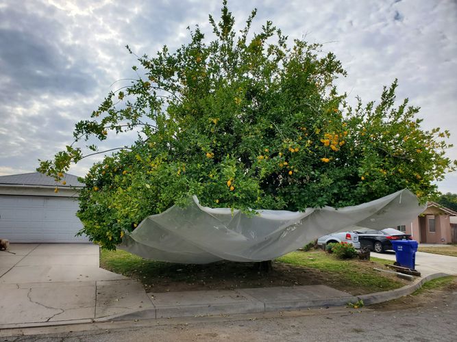 Product fruit catcher around tree