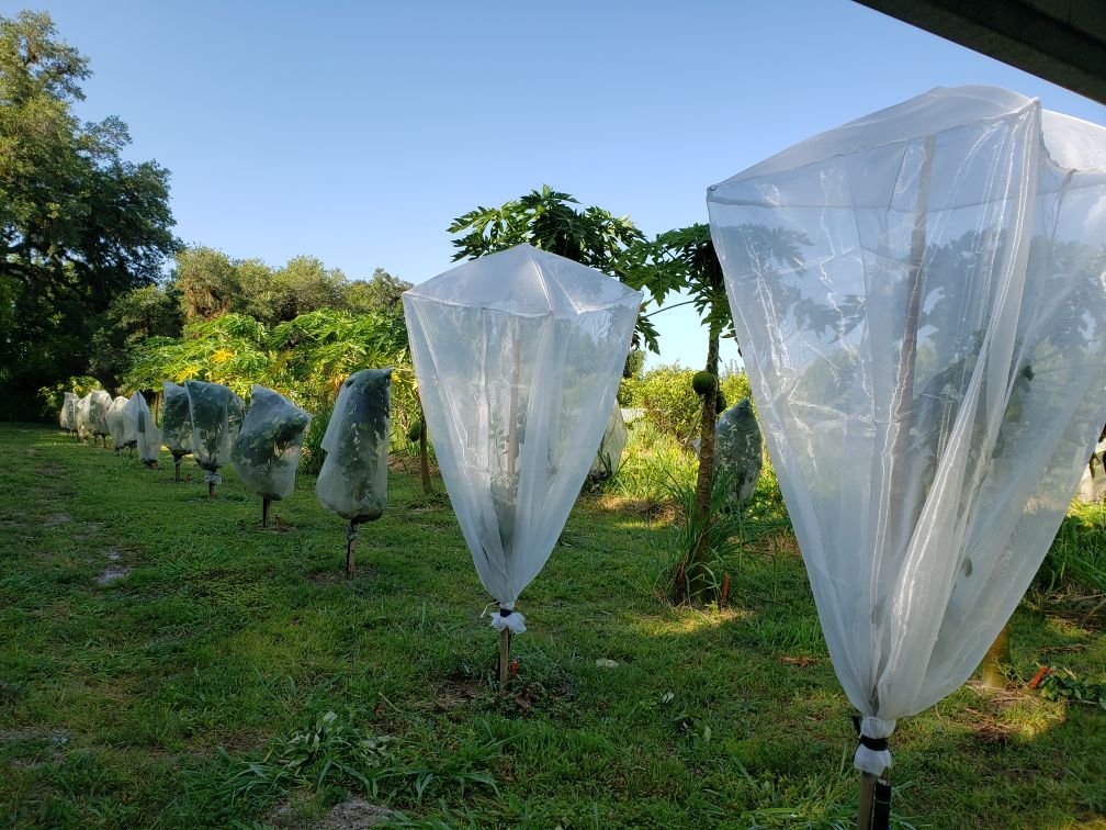Image of product bags to put over trees to ensure no bugs eat them