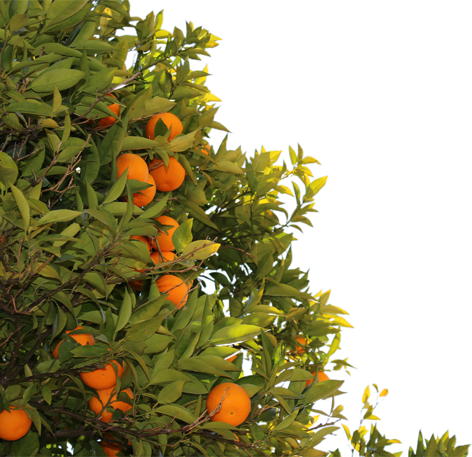Orange trees with fruit