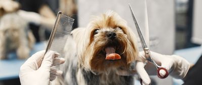 M36983 Blog - Why Regular Grooming Is Important For Your Dog_hero.jpg