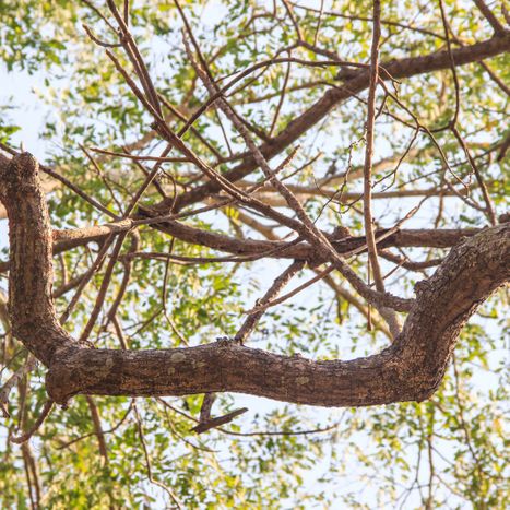 tree branches