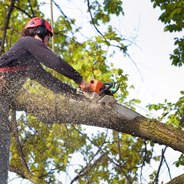 4 Essential Fall Tree Services to Prepare Your Property for Winter 2.jpg