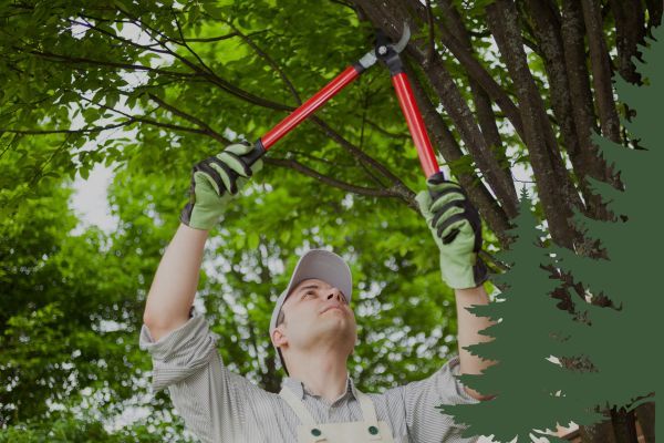 pruning a tree 