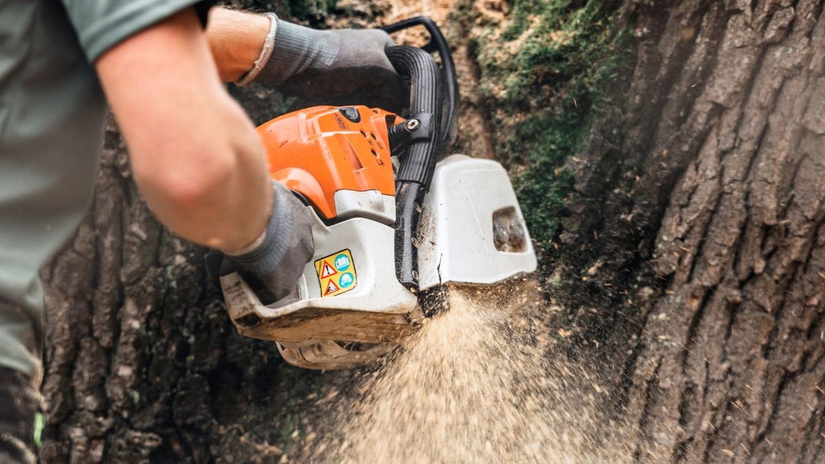 treepros8.jpg