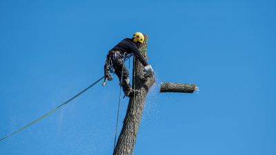 Common Reasons for Tree Removal - Hero.jpg