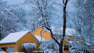 Why Winter is the Best Time for Tree Work.jpg
