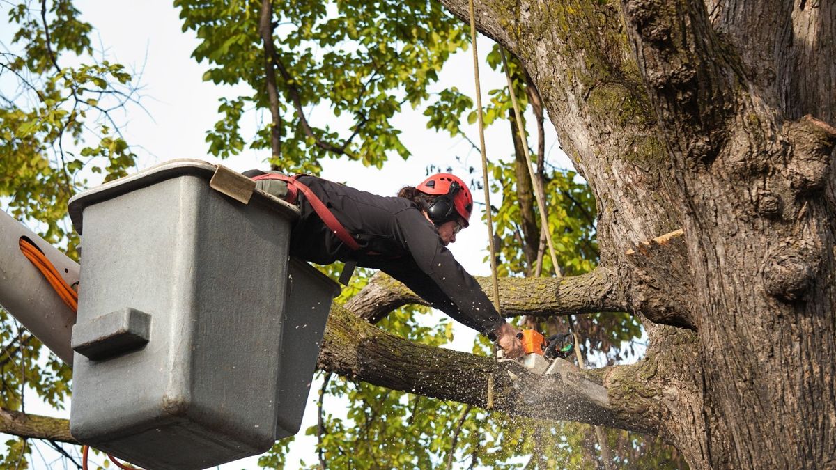treepros7.jpg