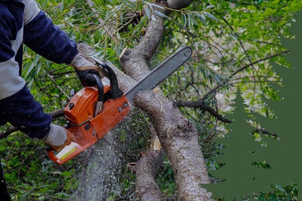 using a chainsaw on a tree 