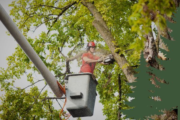 trimming tree branches 