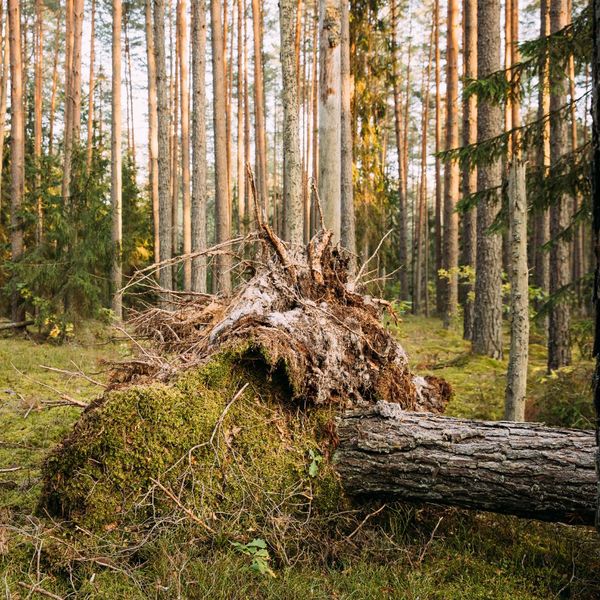Understanding Storm Damage and How Trees Are Affected - 2.jpg