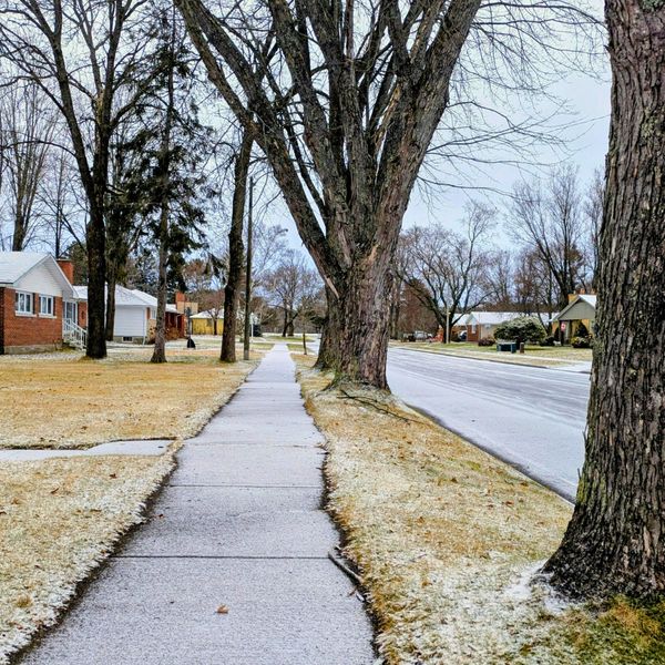 Why Winter is the Best Time for Tree Work 3.jpg