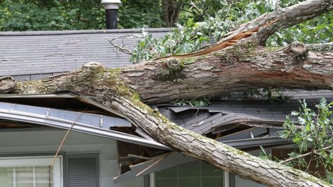 M315996 - Tree Pros - Blog Heros.jpg