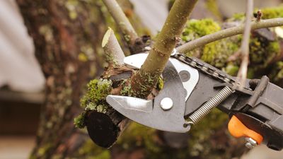 image of tree pruning