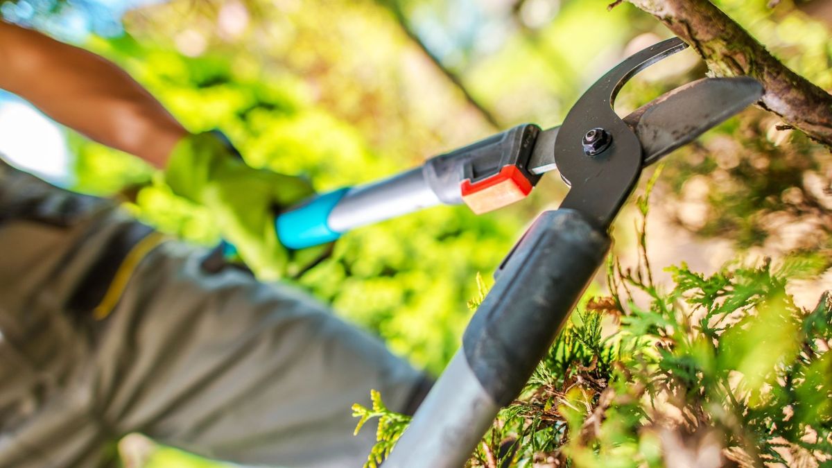 treepros15.jpg