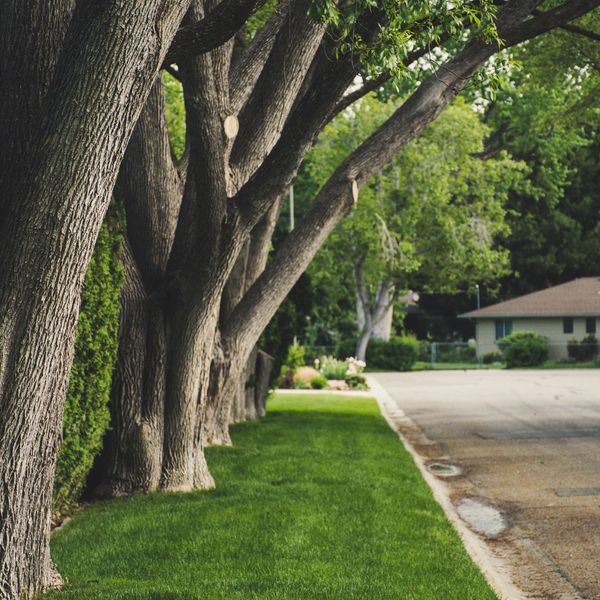 How to Choose the Right Tree Care Service for Your Home - Image 2.jpg