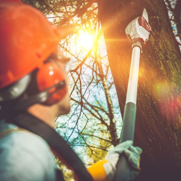 image of a tree trimming