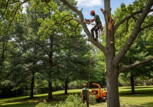 A tree service worker equipped with safety gear is cutting a tree branch with a chainsaw, while another worker on the ground manages the wood chipper. Tree Trimming in Progress