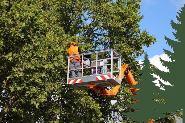 trimming trees away from power lines 