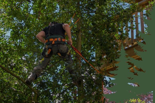 harnessed safely in tree for trimming job 