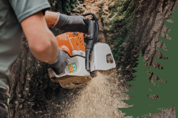 chainsawing tree with sawdust 