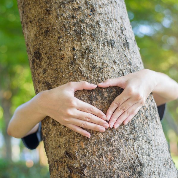 image of tree health