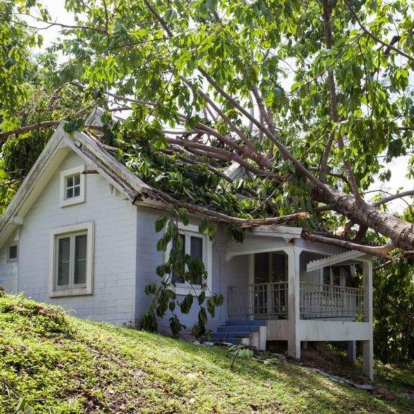 image of a tree fallen on a house