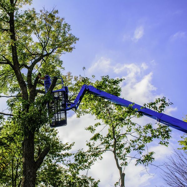 a man working on a tree blog 1.jpg