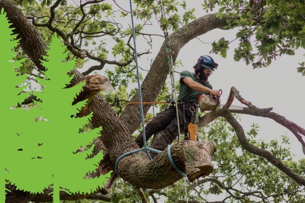 professional tree removal 