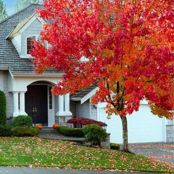 4 Essential Fall Tree Services to Prepare Your Property for Winter 4.jpg