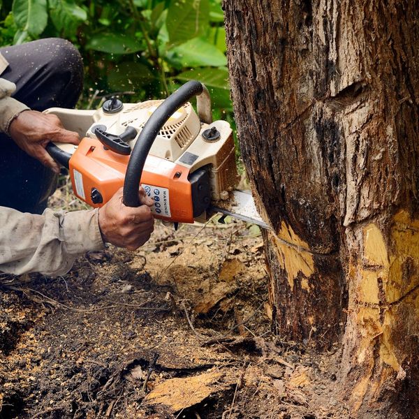 a man cutting a tree blog 4.jpg