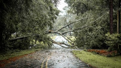 image of a fallen tree