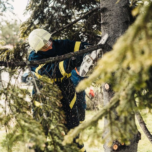 a man cutting a tree branch blog 2.jpg