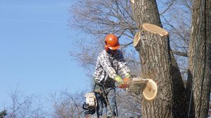 treepros4.jpg
