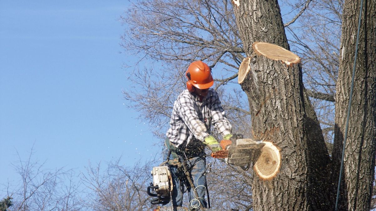 treepros4.jpg