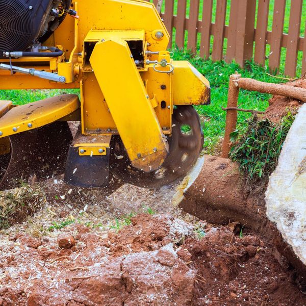 4 Essential Fall Tree Services to Prepare Your Property for Winter 3.jpg
