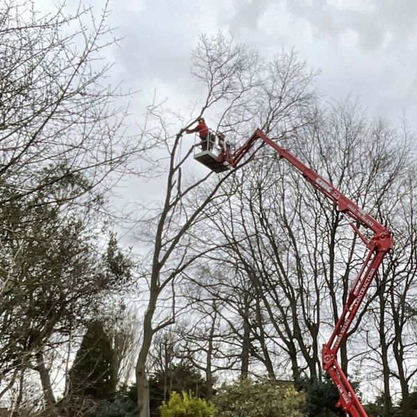 How to Choose the Right Tree Care Service for Your Home - Image 4.jpg
