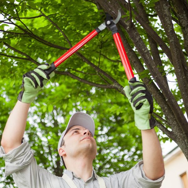 image of tree pruning