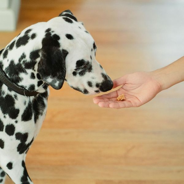 handing Dalmatian a dog treat