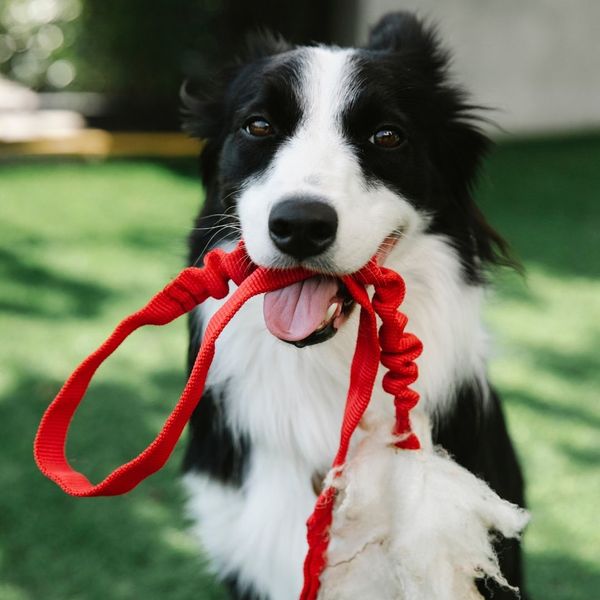 dog holding red leash in mouth dog holding red leash in mouth
