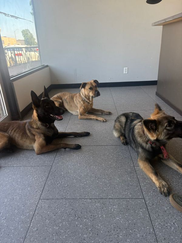 Down Scooby grimm Azura .jpg