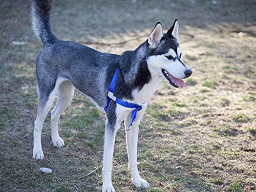 sportso husky harness.jpg