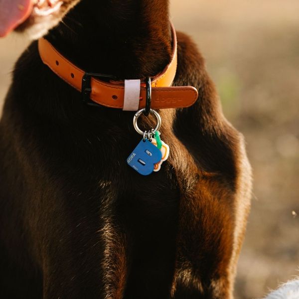 dog wearing collar